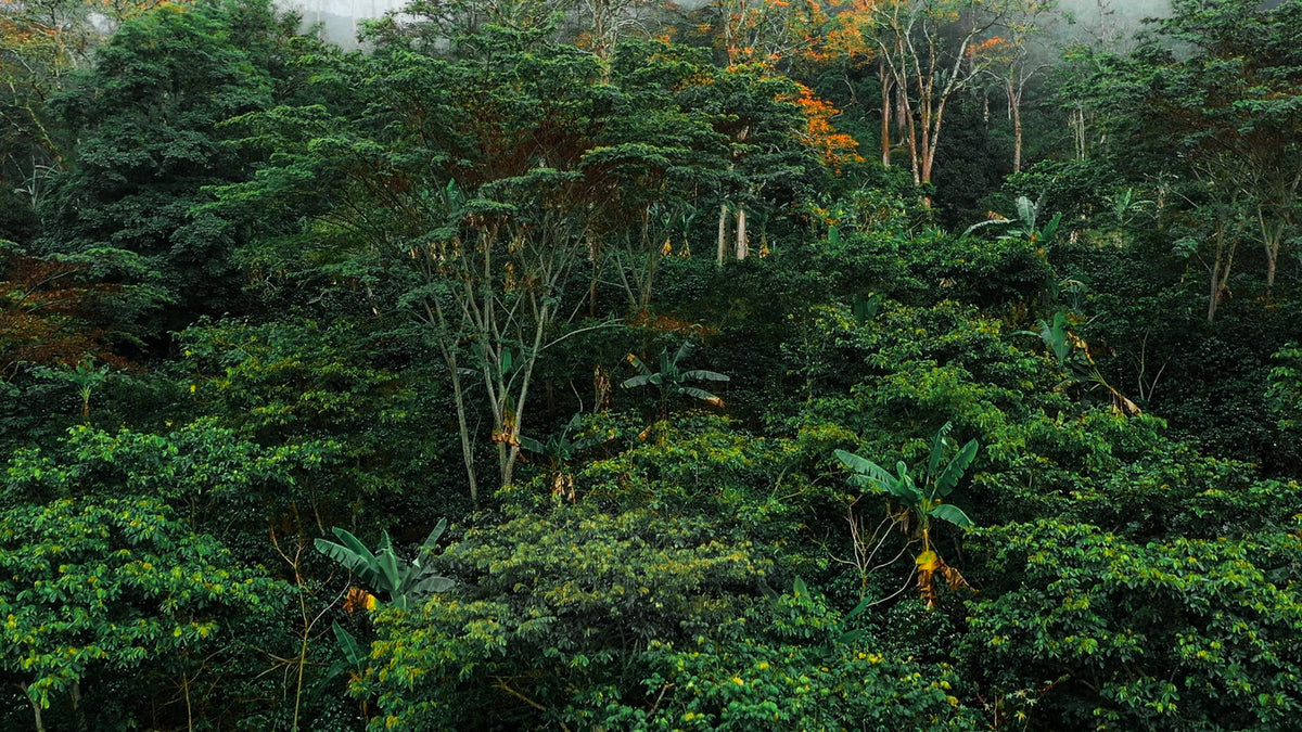 lush jungle forest in the Dominican Republic