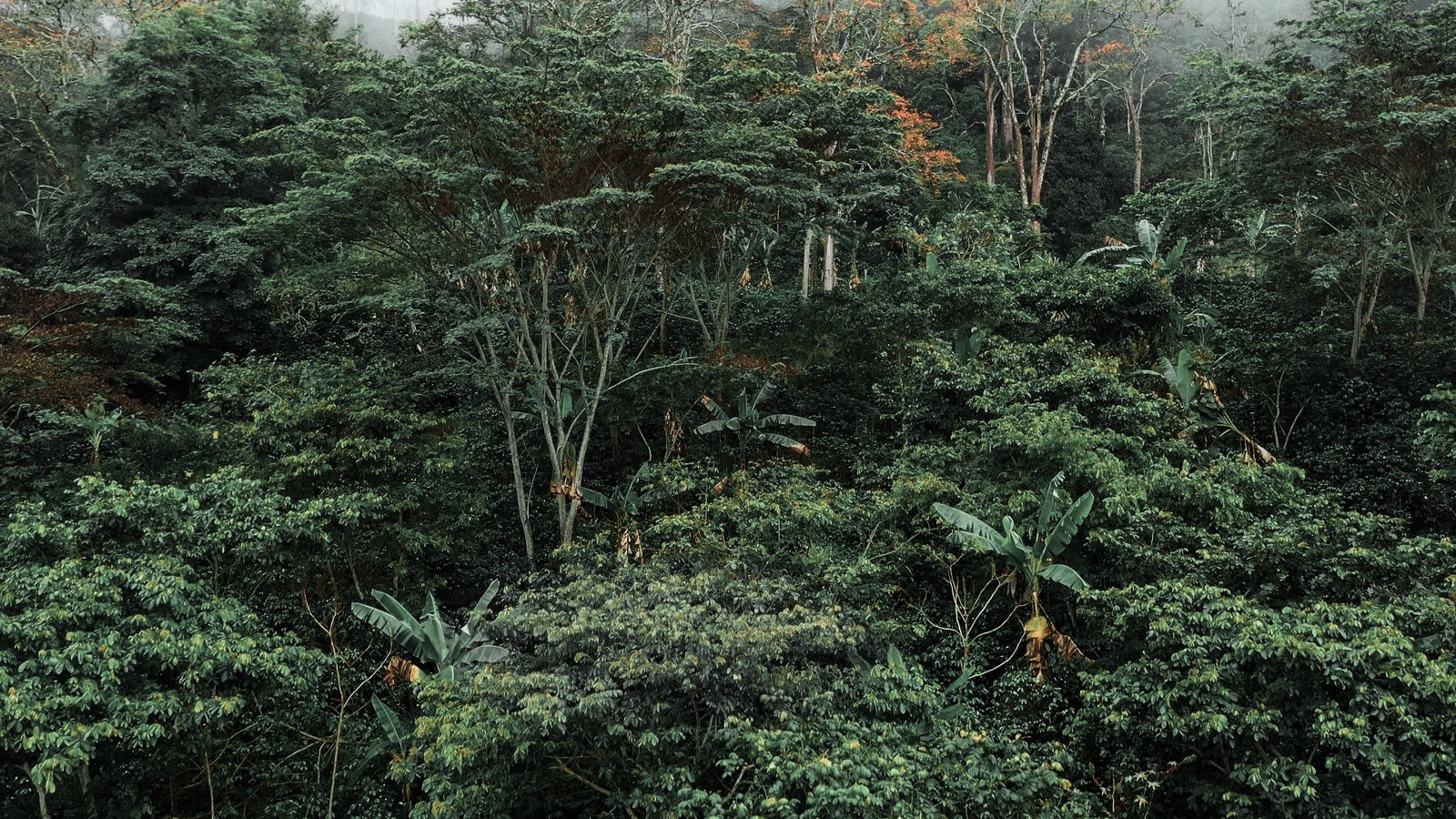 Bird Friendly® Certified Chocolate